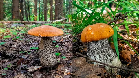 Подосиновики