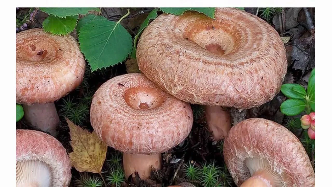 Волнушки