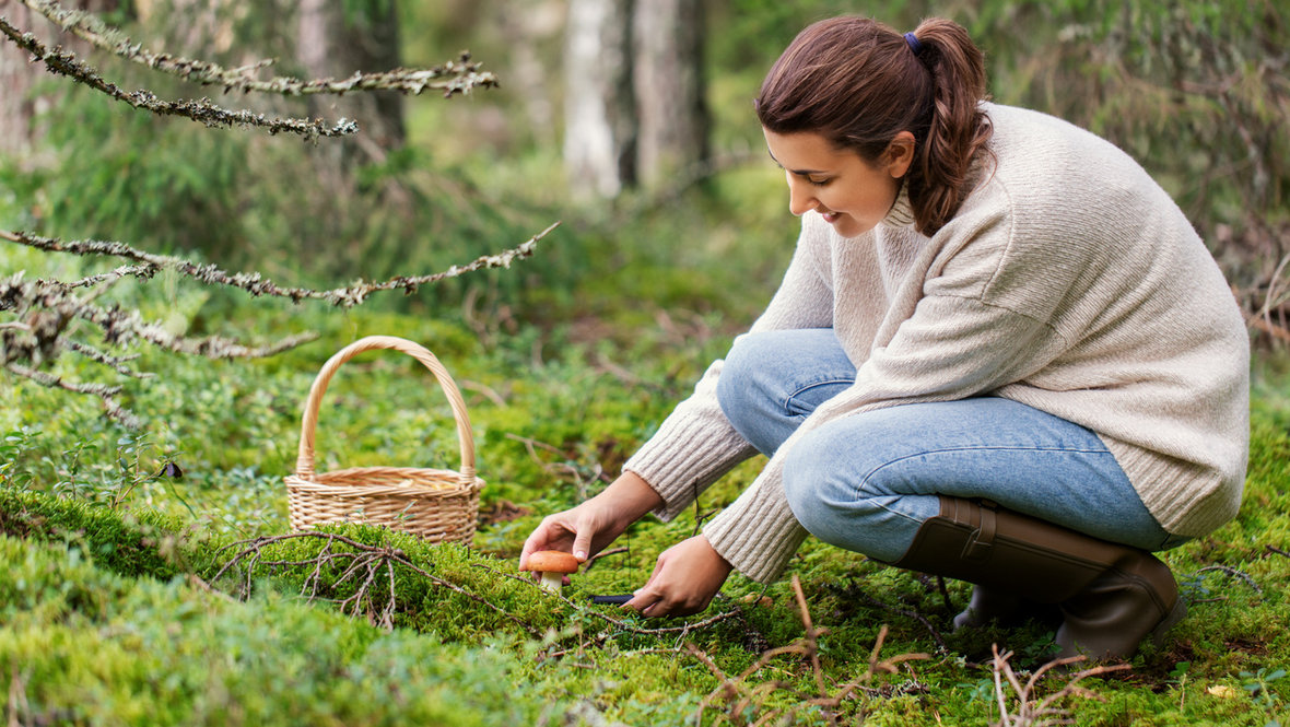 Сборщик ягод из Сибири